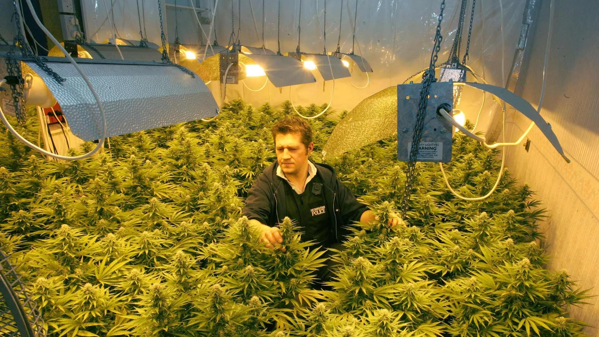 A cannabis farm in a tenant's home